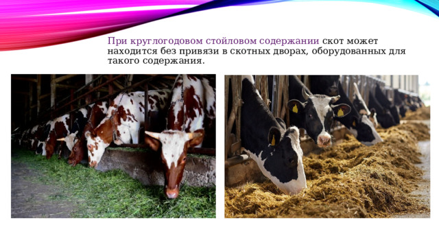 При круглогодовом стойловом содержании скот может находится без привязи в скотных дворах, оборудованных для такого содержания. 