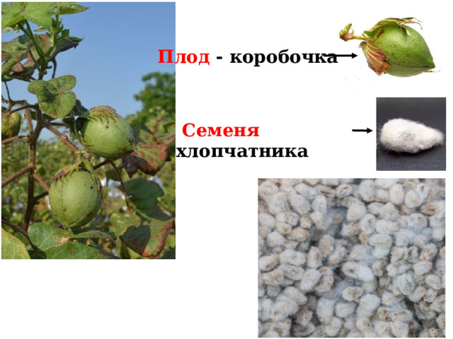 Плод - коробочка  Семеня хлопчатника После цветения хлопчатника образуются плоды – коробочки. Внутри коробочек находятся семена покрытые тонкими волокнами.  
