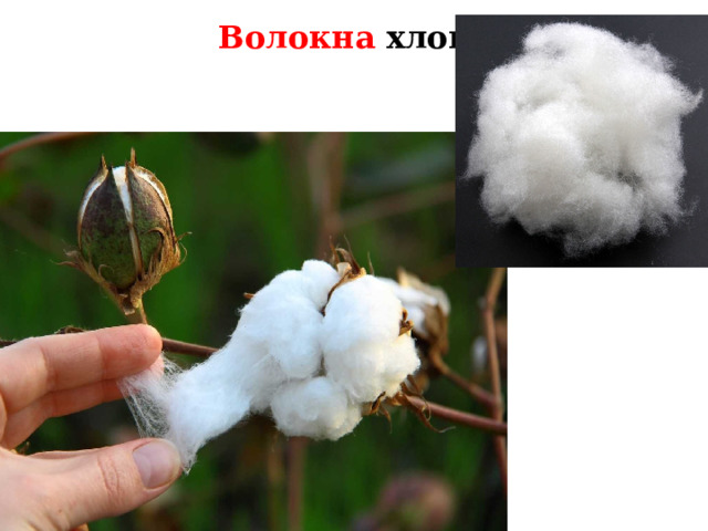  Волокна хлопка Когда плоды созревают, коробочки раскрываются. И из них выходит пушистая масса – волокна хлопка.  