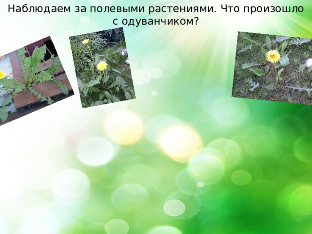 Наблюдаем за полевыми растениями. Что произошло с одуванчиком? 