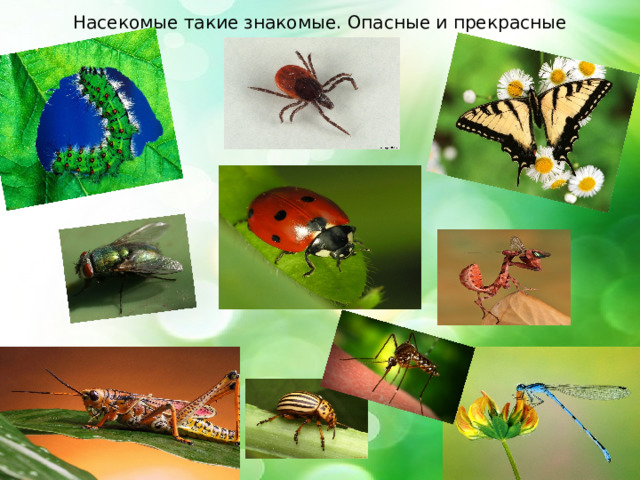 Насекомые такие знакомые. Опасные и прекрасные 