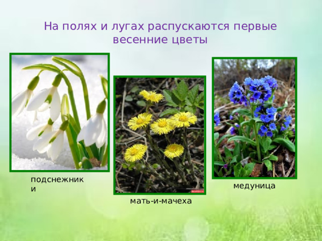 На полях и лугах распускаются первые весенние цветы подснежники медуница мать-и-мачеха 