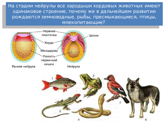 производные кожи :  железы (сальные, потовые, молочные), волосы, ногти, рога и копыта у животных.  нервная система и органы чувств эктодерма покровы у животных  эпидермис кожи эмаль зубов 