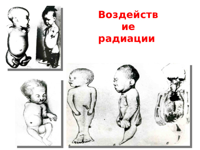 кровеносная система мускулатура мезодерма выделительная система половая система скелет 