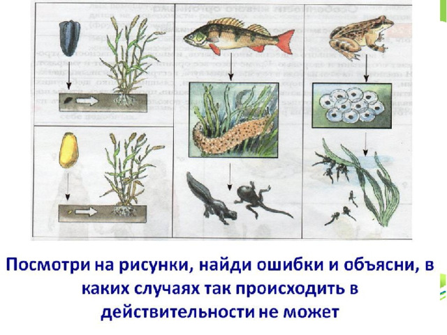 Изменение наследственного аппарата под воздействием различных мутагенов 