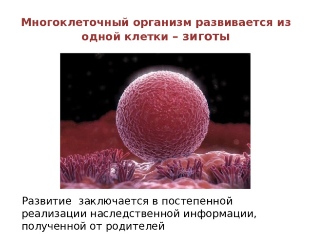 Многоклеточный организм развивается из одной клетки – зиготы Развитие заключается в постепенной реализации наследственной информации, полученной от родителей 
