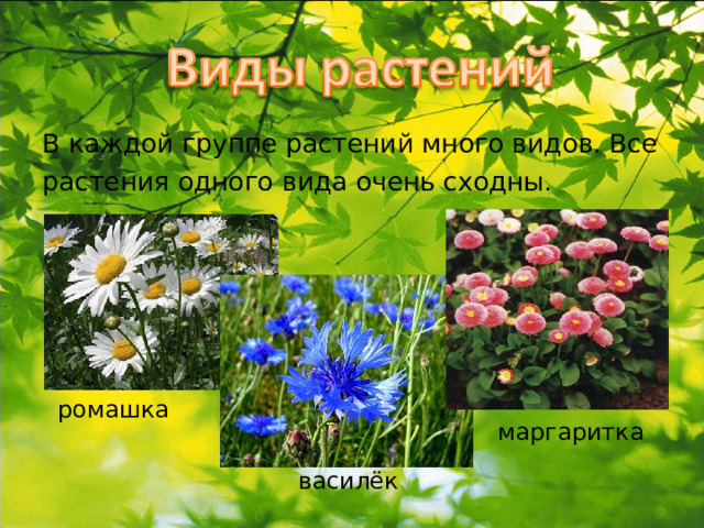 В каждой группе растений много видов. Все растения одного вида очень сходны. ромашка маргаритка василёк 