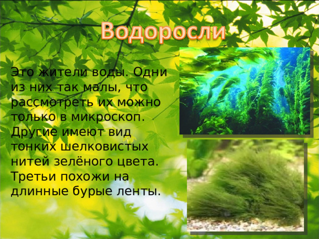 Это жители воды. Одни из них так малы, что рассмотреть их можно только в микроскоп. Другие имеют вид тонких шелковистых нитей зелёного цвета. Третьи похожи на длинные бурые ленты. 