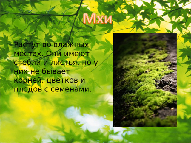 Растут во влажных местах. Они имеют стебли и листья, но у них не бывает корней, цветков и плодов с семенами. 