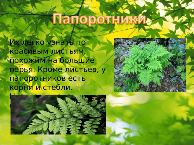 Их легко узнать по красивым листьям, похожим на большие перья. Кроме листьев, у папоротников есть корни и стебли. Цветков, плодов и семян у них не бывает. 