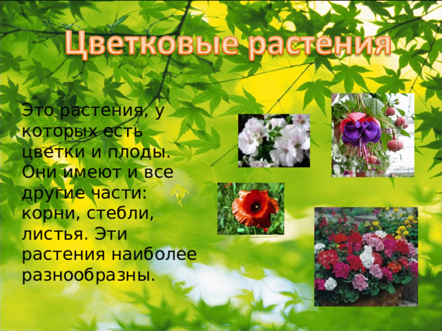 Это растения, у которых есть цветки и плоды. Они имеют и все другие части: корни, стебли, листья. Эти растения наиболее разнообразны. 