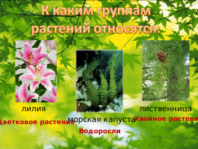 лилия лиственница морская капуста Хвойное растение Цветковое растение Водоросли 
