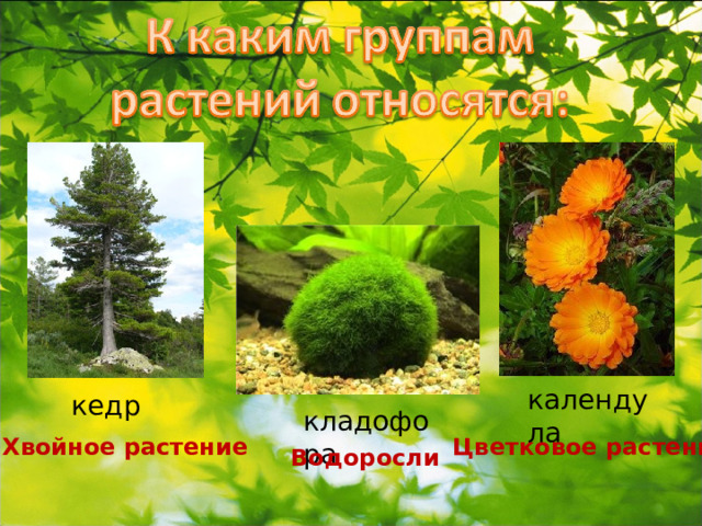 календула кедр кладофора Хвойное растение Цветковое растение Водоросли 