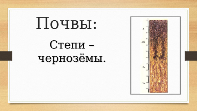 Почвы: Степи – чернозёмы. 