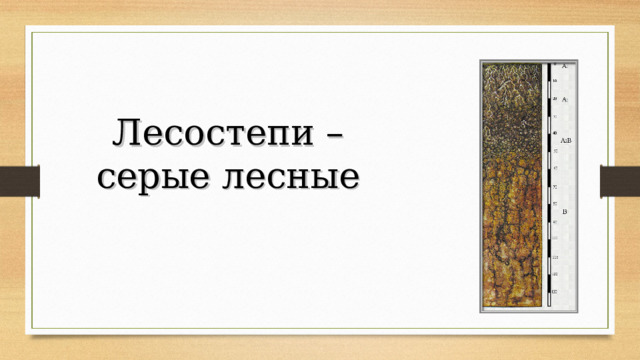 Лесостепи – серые лесные 