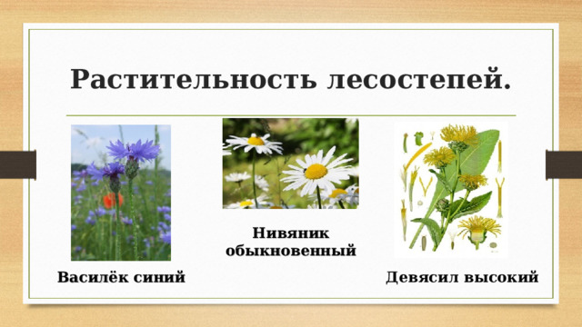 Растительность лесостепей. Нивяник обыкновенный Василёк синий Девясил высокий 
