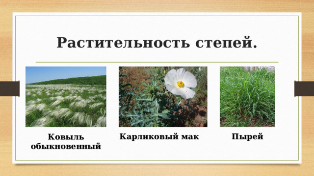 Растительность степей. Карликовый мак Пырей Ковыль обыкновенный 