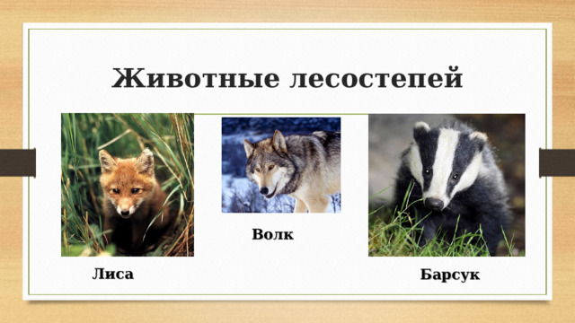 Животные лесостепей Волк Лиса Барсук 