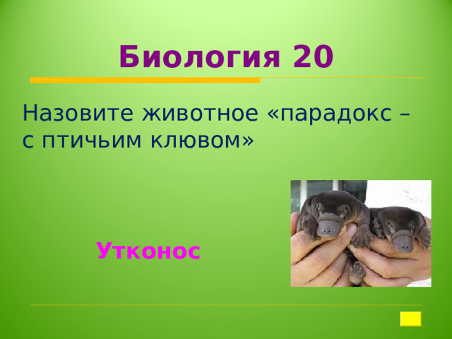 Биология 20 Назовите животное «парадокс – с птичьим клювом» Утконос 