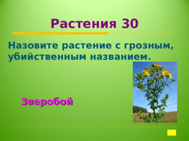 Растения 30 Назовите растение с грозным, убийственным названием.  Зверобой 