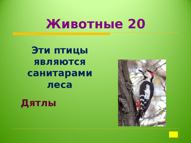 Животные 20 Эти птицы являются санитарами леса Дятлы 
