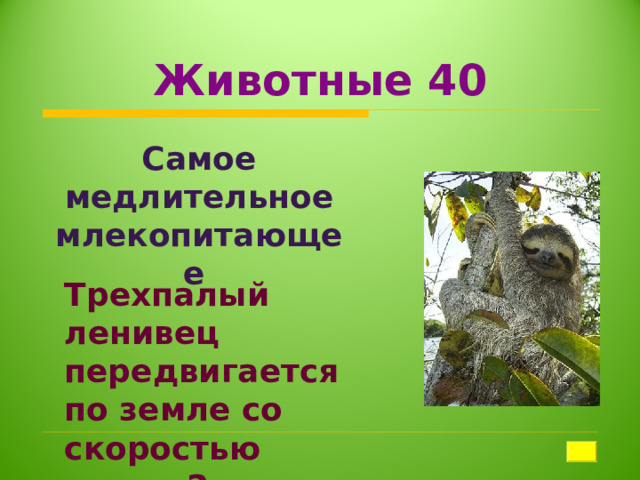 Животные 40 Самое медлительное млекопитающее Трехпалый ленивец передвигается по земле со скоростью около 2 м в минуту 