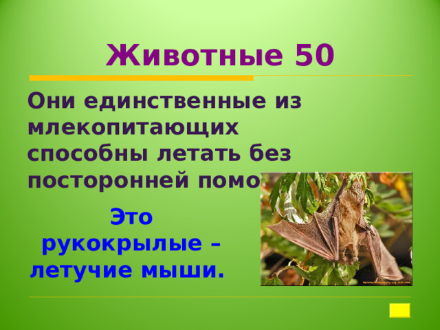 Животные 50 Они единственные из млекопитающих способны летать без посторонней помощи Это рукокрылые – летучие мыши. 