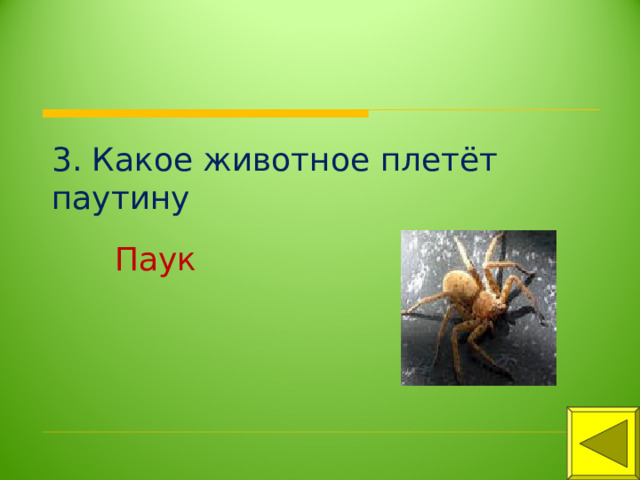 3. Какое животное плетёт паутину Паук 