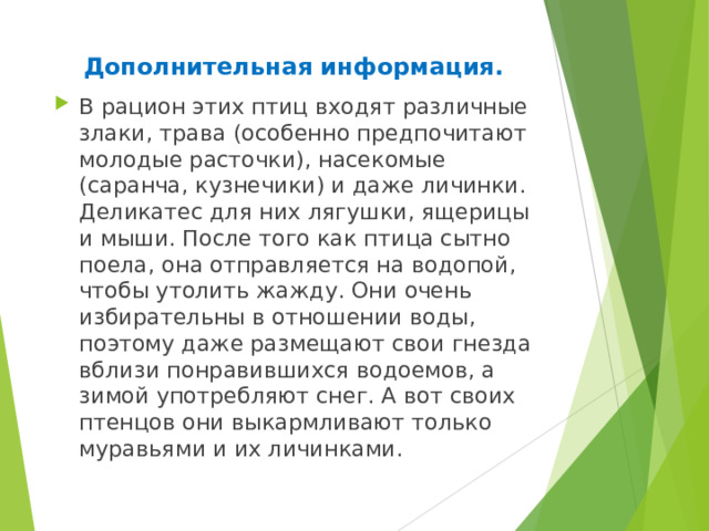 Дополнительная информация. В рацион этих птиц входят различные злаки, трава (особенно предпочитают молодые расточки), насекомые (саранча, кузнечики) и даже личинки. Деликатес для них лягушки, ящерицы и мыши. После того как птица сытно поела, она отправляется на водопой, чтобы утолить жажду. Они очень избирательны в отношении воды, поэтому даже размещают свои гнезда вблизи понравившихся водоемов, а зимой употребляют снег. А вот своих птенцов они выкармливают только муравьями и их личинками. 