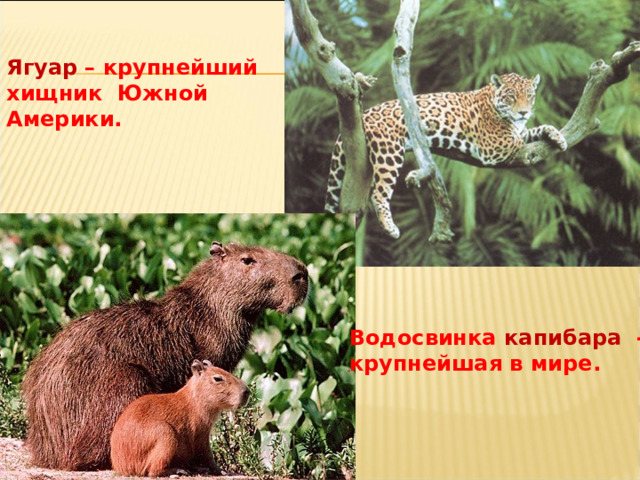Ягуар – крупнейший хищник Южной Америки. Водосвинка капибара - крупнейшая в мире. 
