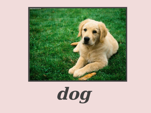     a dog  