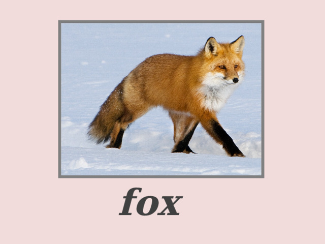     a fox  
