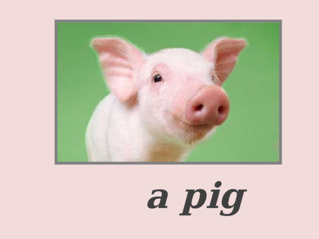    a pig  