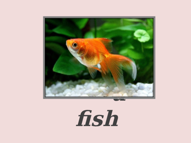     a fish  