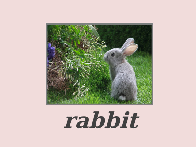     a rabbit  
