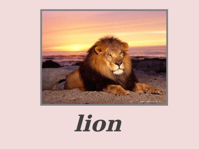     a lion  