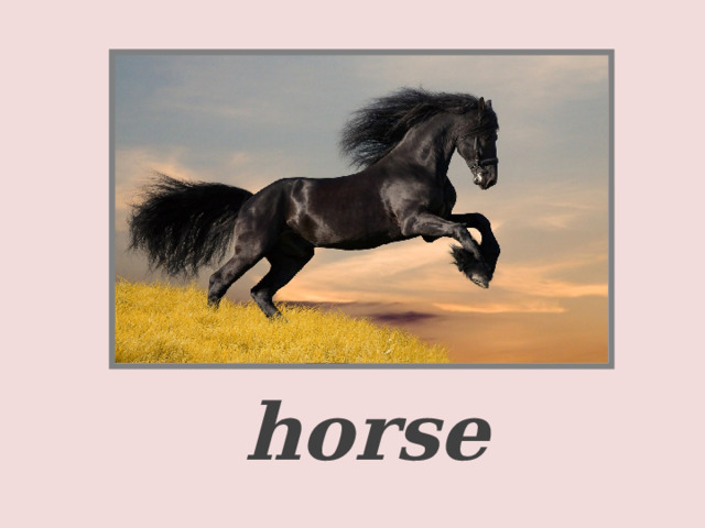     a horse  