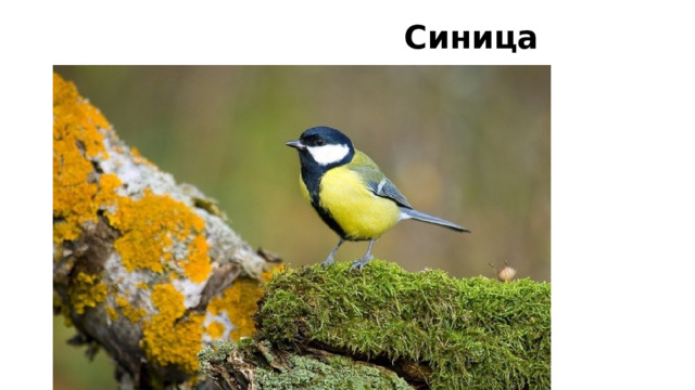  Синица 