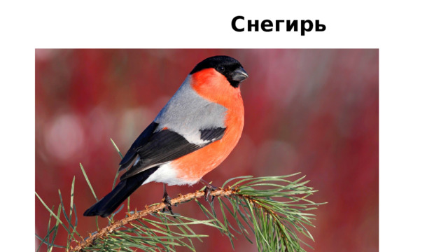  Снегирь 
