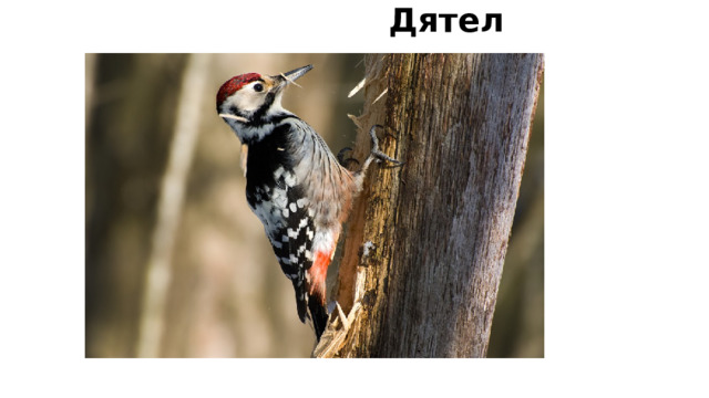  Дятел 