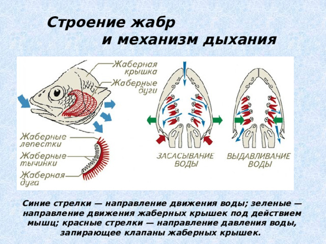 Строение жабр и механизм дыхания Синие стрелки — направление движения воды; зеленые — направление движения жаберных крышек под действием мышц; красные стрелки — направление давления воды, запирающее клапаны жаберных крышек. 