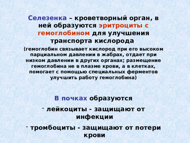 Селезенка – кроветворный орган, в ней образуются эритроциты с гемоглобином для улучшения транспорта кислорода (гемоглобин связывает кислород при его высоком парциальном давлении в жабрах, отдает при низком давлении в других органах; размещение гемоглобина не в плазме крови, а в клетках, помогает с помощью специальных ферментов улучшить работу гемоглобина)  В почках образуются лейкоциты - защищают от инфекции тромбоциты - защищают от потери крови  