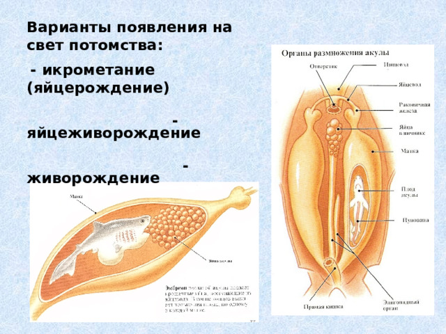 Варианты появления на свет потомства:  - икрометание (яйцерождение)  - яйцеживорождение  - живорождение 