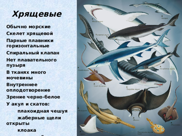 Хрящевые  Обычно морские Скелет хрящевой Парные плавники горизонтальные Спиральный клапан Нет плавательного пузыря В тканях много мочевины Внутреннее оплодотворение Зрение черно-белое У акул и скатов:  плакоидная чешуя  жаберные щели открыты  клоака  у скатов брызгальца 