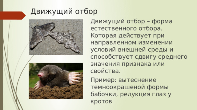 Движущий отбор Движущий отбор – форма естественного отбора. Которая действует при направленном изменении условий внешней среды и способствует сдвигу среднего значения признака или свойства. Пример: вытеснение темноокрашеной формы бабочки, редукция глаз у кротов 