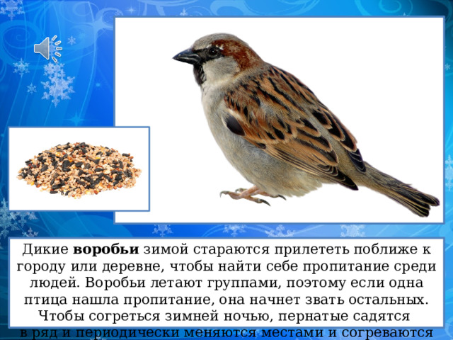 Дикие воробьи зимой стараются прилететь поближе к городу или деревне, чтобы найти себе пропитание среди людей. Воробьи летают группами, поэтому если одна птица нашла пропитание, она начнет звать остальных. Чтобы согреться зимней ночью, пернатые садятся  в ряд и периодически меняются местами и согреваются по очереди. 