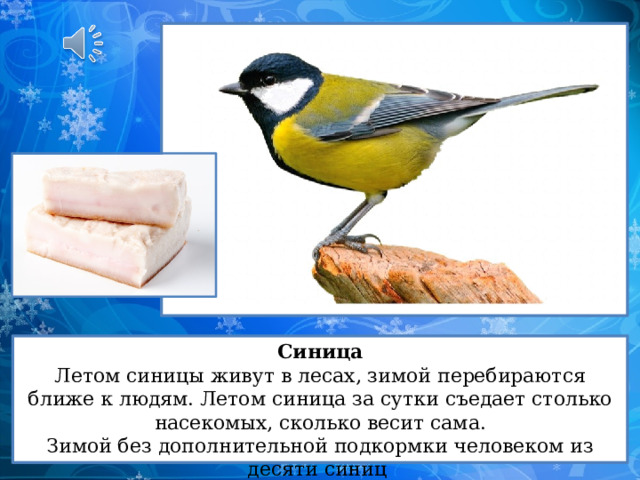 Синица Летом синицы живут в лесах, зимой перебираются ближе к людям. Летом синица за сутки съедает столько насекомых, сколько весит сама. Зимой без дополнительной подкормки человеком из десяти синиц  к весне выживают только две. 