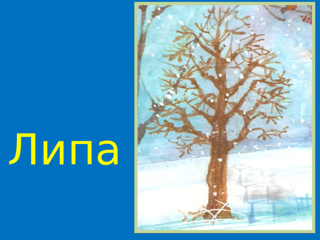 Липа 