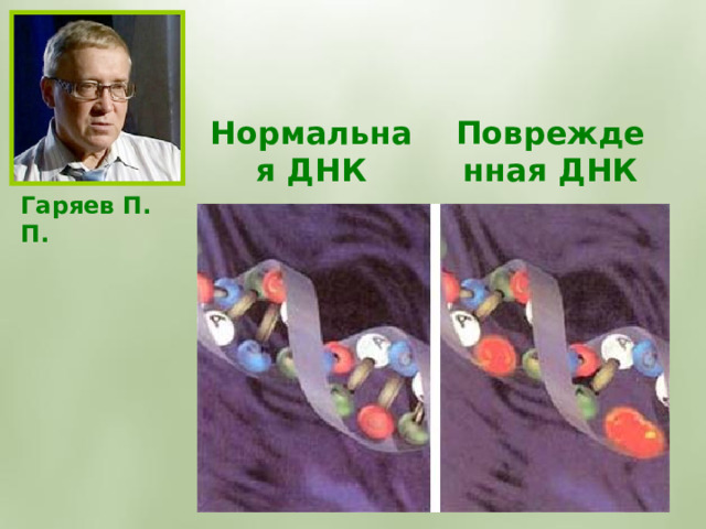 Нормальная ДНК Поврежденная ДНК Гаряев П. П. 