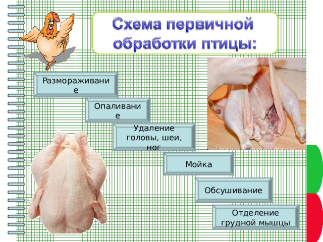 Размораживание Опаливание Удаление головы, шеи, ног Пункт плана Мойка Обсушивание Пункт плана Отделение грудной мышцы 